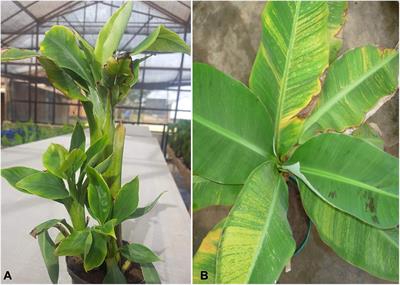 Application of CRISPR/Cas for Diagnosis and Management of Viral Diseases of Banana